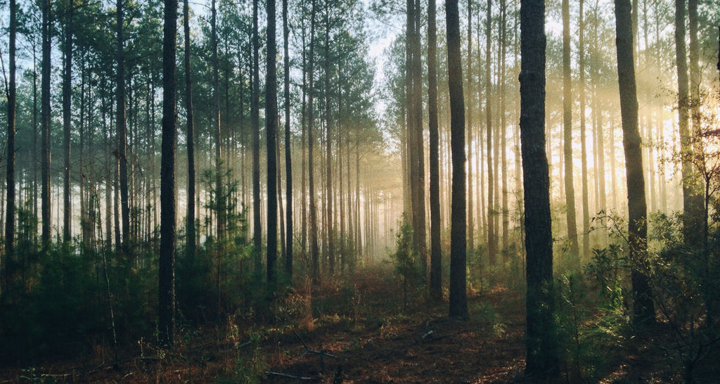 Backpacking list for the Scandinavian woods